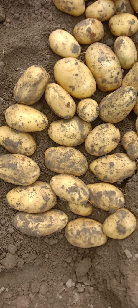 Potato export Pakistan